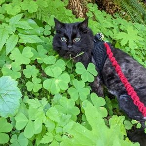 Meet your Posher, Angel